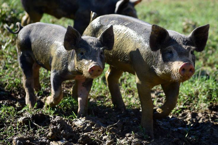 14138023_10210160255987330_7462468928677237858_o