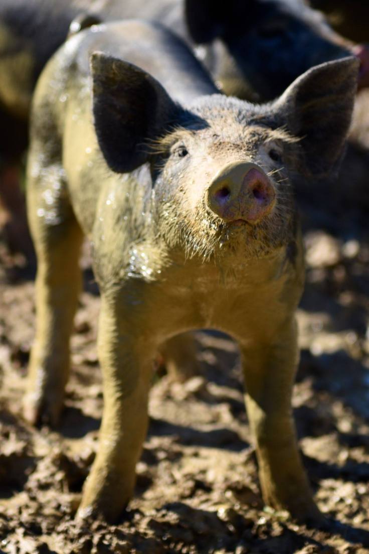 14138216_10210160256587345_2932103812049285533_o