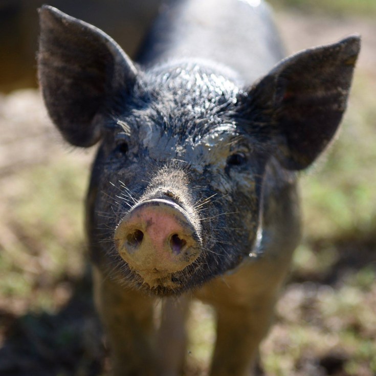 cropped-14196027_10210160255227311_4140950083578507576_o